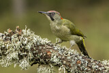 Image. European Green Woodpecker