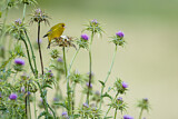 Image. European Greenfinch