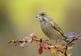 Image. European Greenfinch