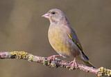 Image. European Greenfinch
