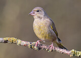 Image. European Greenfinch