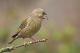 Image. European Greenfinch