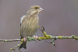 Image. European Greenfinch