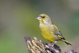 Image. European Greenfinch