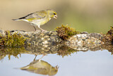 Image. European Greenfinch