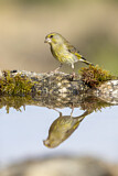 Image. European Greenfinch