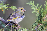 Image. European Greenfinch