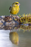 Image. European Greenfinch