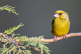 Image. European Greenfinch