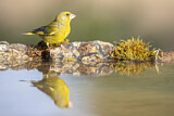 Image. European Greenfinch