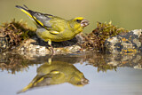 Image. European Greenfinch