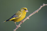 Image. European Greenfinch