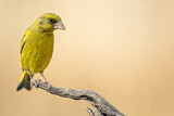 Image. European Greenfinch