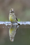 Image. European Greenfinch