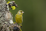 Image. European Greenfinch