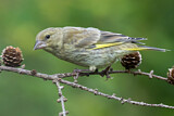 Image. European Greenfinch