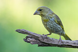 Image. European Greenfinch