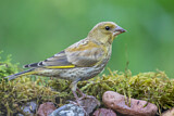 Image. European Greenfinch