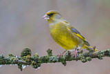 Image. European Greenfinch