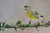Image. European Greenfinch