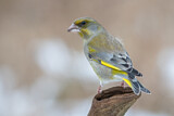 Image. European Greenfinch