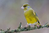 Image. European Greenfinch