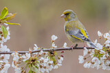 Image. European Greenfinch