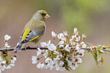 Image. European Greenfinch