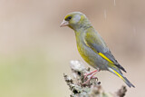 Image. European Greenfinch