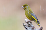 Image. European Greenfinch