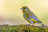 Image. European Greenfinch