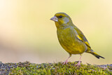 Image. European Greenfinch