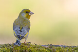Image. European Greenfinch