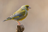 Image. European Greenfinch