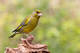 Image. European Greenfinch