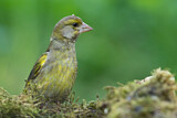 Image. European Greenfinch