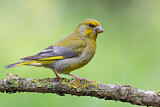 Image. European Greenfinch