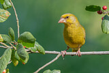 Image. European Greenfinch