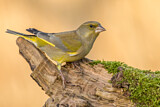 Image. European Greenfinch