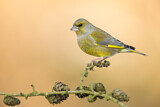 Image. European Greenfinch