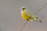 Image. European Greenfinch