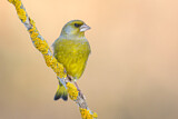 Image. European Greenfinch
