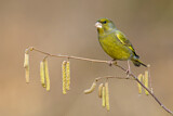 Image. European Greenfinch