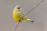 Image. European Greenfinch