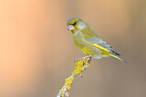 Image. European Greenfinch