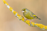 Image. European Greenfinch