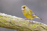 Image. European Greenfinch