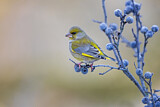 Image. European Greenfinch