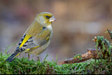 Image. European Greenfinch
