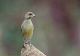 Image. European Greenfinch